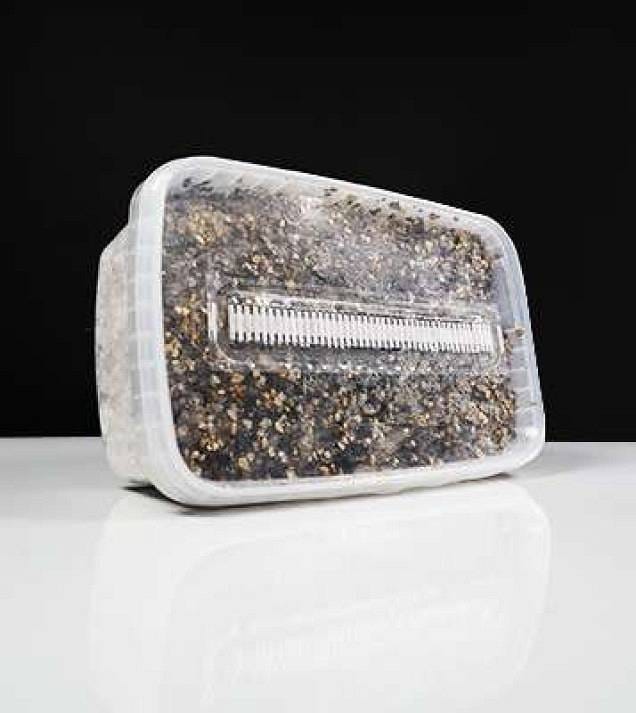 15 ciekawostek o growkitach, o których możesz nie mieć pojęcia